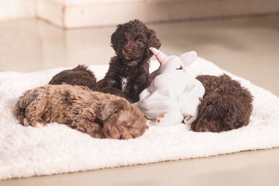 Beeztees Puppy Cuddle Cloth Unicorn - Jouets pour chien - Peluche - Wit - 33x25x14 cm