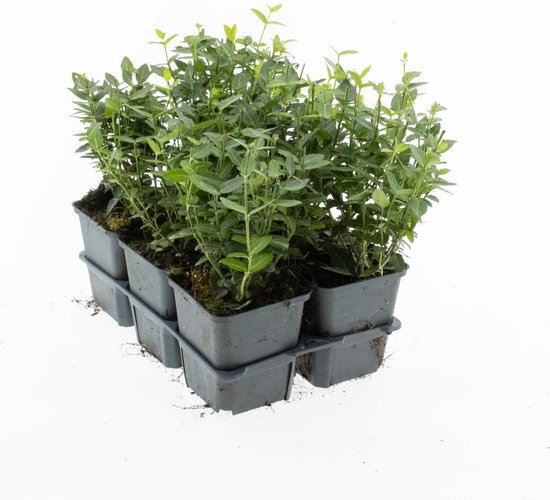 Bodembedekker Groene Kardinaalsmuts - Euonymus fortunei 'Radicans' - 12 Stuks - P9 -...