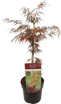 De Japanse Esdoorn, struik/boom, kleur rood/paars,Acer palm. 'Garnet' -↨40cm - Ø19cm