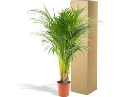 Goudpalm of vlinderpalm, luchtzuiverende kamerplant Areca palm - Ø21cm - 110cm