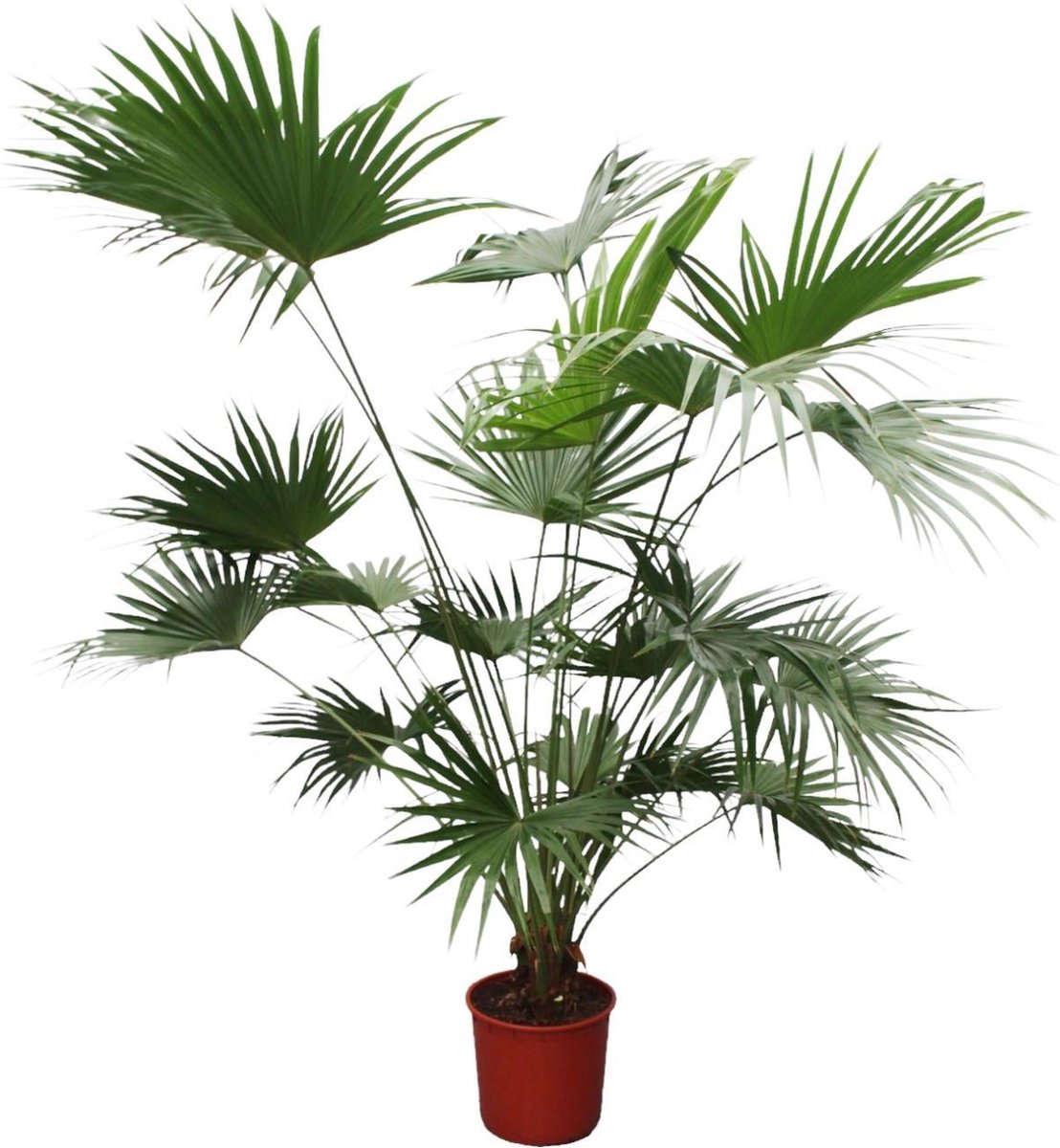 Livistona Chinensis - 200 cm - ø34