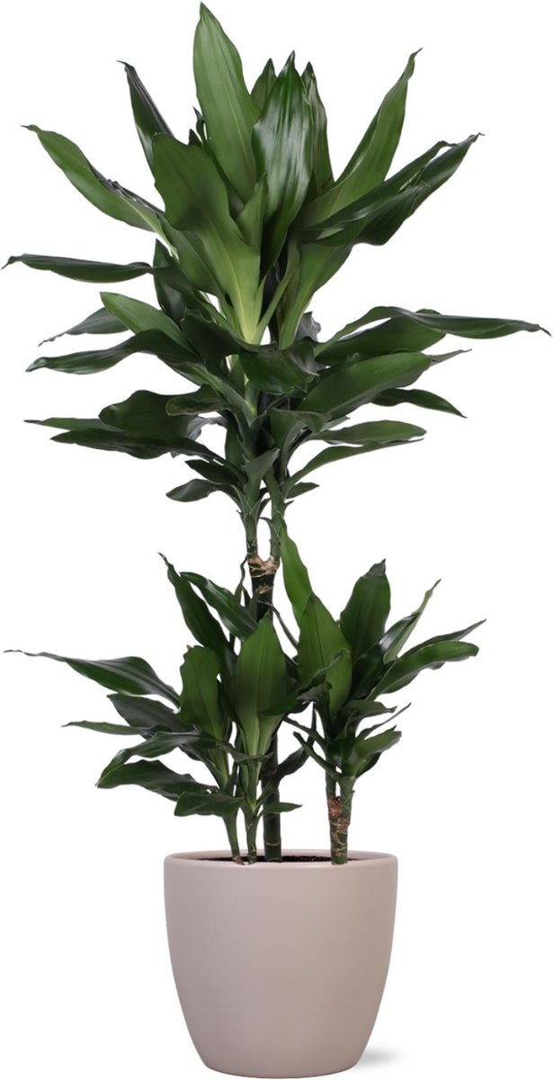 Dracaena Janet Lind Ø21cm - 90cm in Boule TAUPE pot