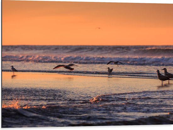 Dibond - Vliegende en Lopende Vogels in en Boven het Zeewater tijdens Zonsondergang - 80x60 cm Foto op Aluminium (Met Ophangsysteem)