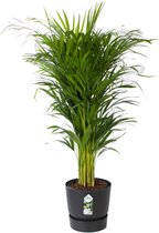 Areca palm met Elho pot antraciet ↨ 120cm - hoge kwaliteit planten