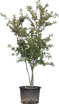 Steeneik meerstammig Quercus ilex 187,5 cm