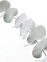 JUNIQE - Canvas doeken Eucalyptus White 3 -40x60 /Groen & Wit