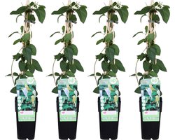 4x - Lonicera japonica 'Halliana' - ↨65cm - Ø15