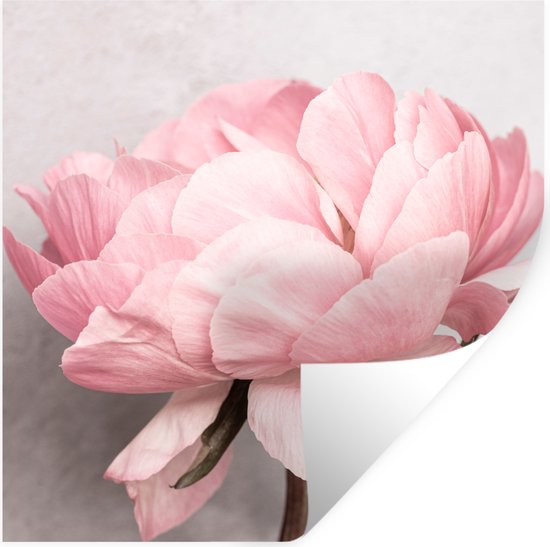 Stickers muraux - Film autocollant - Fleurs - Rose - Nature - Plante - 100x100 cm - Film adhésif - Stickers muraux Chambre d'enfant - Papier peint autocollant XXL