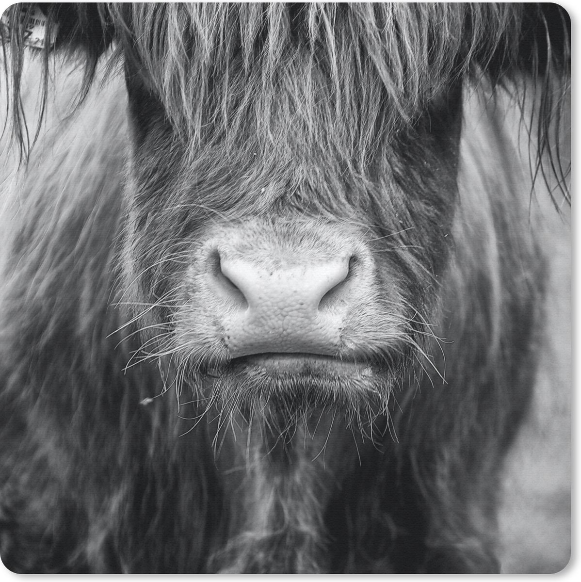 Muismat 20x20 cm - Mousepad Schotse hooglander - Koe - Zwart - Wit - Dieren - Muismatten