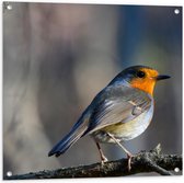 Tuinposter – Opzijkijkende Roodborstje op Tak - 80x80 cm Foto op Tuinposter (wanddecoratie voor buiten en binnen)