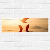Muursticker - Vrijgelaten Vogel uit Mensen Handen bij de Zee tijdens Felle Zon - 60x20 cm Foto op Muursticker