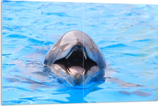 Acrylglas - Lachende Dolfijn in Blauw Water - 120x80 cm Foto op Acrylglas (Met Ophangsysteem)