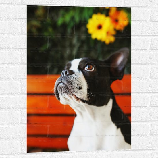 Muursticker - Zwart met Witte Boston Terriër Hond voor Gele Bloemenstruik - 50x75 cm Foto op Muursticker