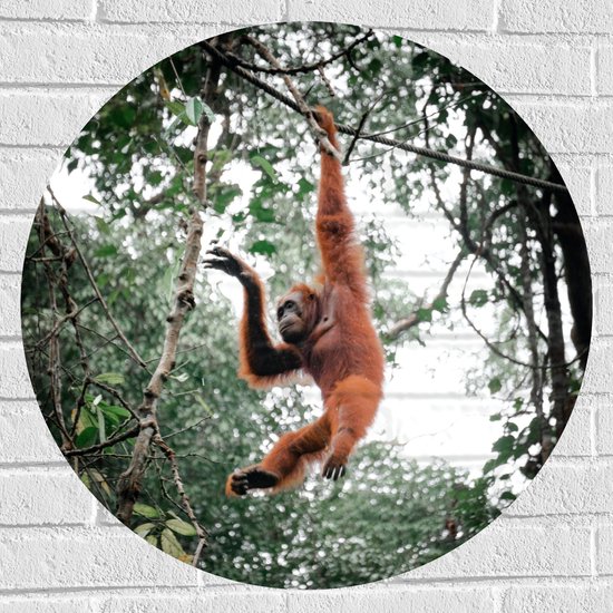 Muursticker Cirkel - Orang Oetan Aap Slingerend aan Touw in de Jungle - 70x70 cm Foto op Muursticker
