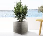 Combi deal - 3x Nerium Oleander struik inclusief Grigio Box 60x20x20 - 70cm