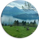Dibond Muurcirkel - Koeien Grazend in het Gras in Berggebied - 50x50 cm Foto op Aluminium Muurcirkel (met ophangsysteem)