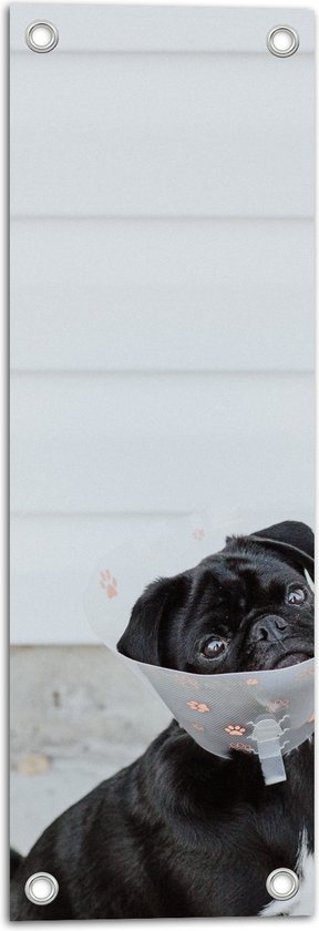 Tuinposter – Sipkijkende Zwarte Mopshond met Hondenkraag - 20x60 cm Foto op Tuinposter (wanddecoratie voor buiten en binnen)