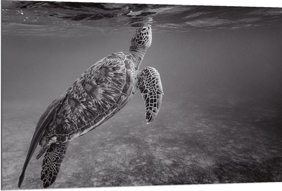 WallClassics - Dibond - Zeeschildpad Zwemmend naar Wateroppervlak (Zwart- wit) - 120x80 cm Foto op Aluminium (Met Ophangsysteem)
