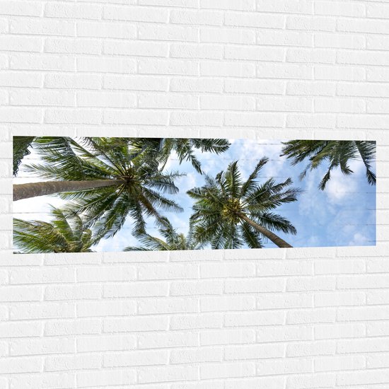 WallClassics - Muursticker - Onderaanzicht van Hoge Groene Palmbomen - 150x50 cm Foto op Muursticker