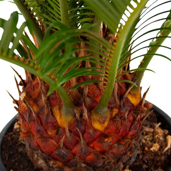 Cycas revoluta - Palmvaren - Weinig onderhoud - Groen