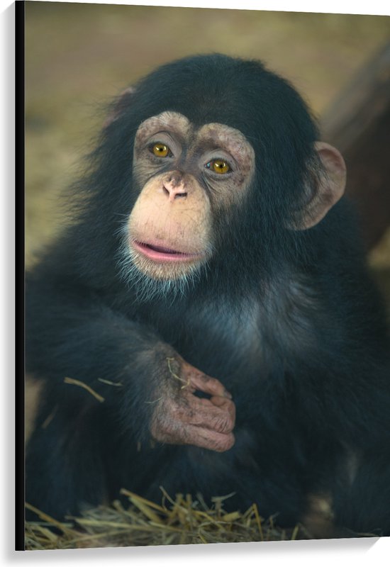 WallClassics - Canvas - Zittende Chimpanzee - 80x120 cm Foto op Canvas Schilderij (Wanddecoratie op Canvas)