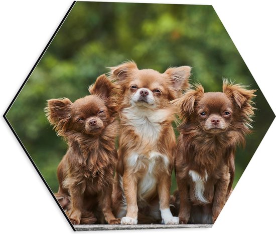 Dibond Hexagon - Trio Chihuahua's op Grote Steen voor Groen Bos - 40x34.8 cm Foto op Hexagon (Met Ophangsysteem)