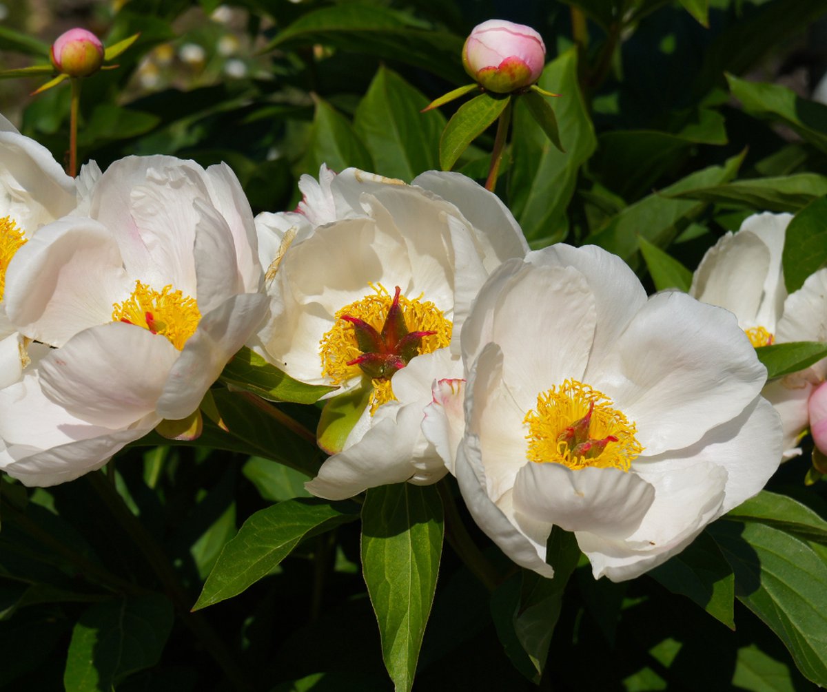 Pioenroos paeonia roze en wit - Bloembollen Kopen? | Goedkoop