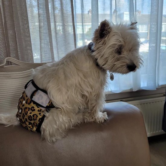 West Highland White Terrier met een luipaardprint loopsheidbroekje aan.
