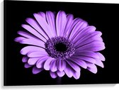 WallClassics - Canvas - Paarse Bloem op Zwarte Achtergrond - 100x75 cm Foto op Canvas Schilderij (Wanddecoratie op Canvas)