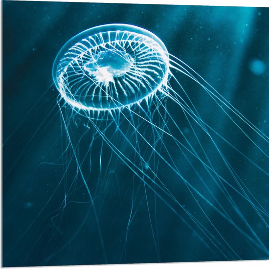 Acrylglas - Doorzichtige Kwal in de Zonnestralen in het Zeewater - 80x80 cm Foto op Acrylglas (Met Ophangsysteem)