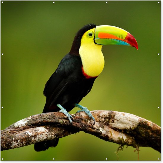 Affiche de Jardin Vogel - Toucan - Arc-en-ciel - Vert - Branche - 200x200 cm