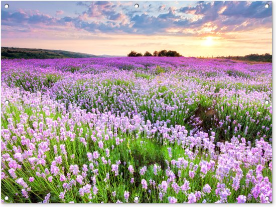 Tuinposter bloemen - Lavendel - Landschap - Zonsondergang - Natuur - Lucht - Tuin - Tuindecoratie - Tuinschilderij voor buiten - Schutting decoratie - 120x90 cm - Schuttingdoek - Tuindoek - Buitenposter