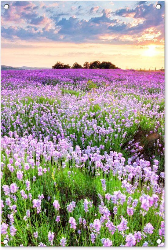 Tuinposter bloemen - Lavendel - Landschap - Zonsondergang - Natuur - Lucht - Tuin - Tuindecoratie - Tuinschilderij voor buiten - Schutting decoratie - 60x90 cm - Schuttingdoek - Tuindoek - Buitenposter