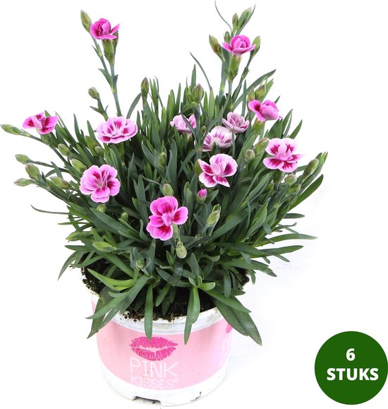 Anjers 'Pink Kisses' vaste plant Ø13cm 6 plantjes bol