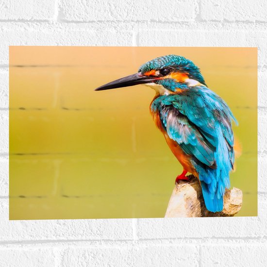 Muursticker - Blauw met Oranje Gekleurde IJsvogel - 40x30 cm Foto op Muursticker