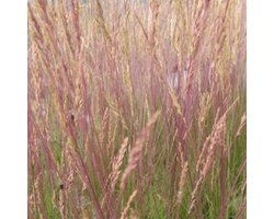 6x Smele - Deschampsia cespitosa 'Palava' - Pot 9x9cm