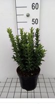 Euonymus japonicus 'Green Spire' - Kardinaalsmuts 20 - 30 cm in pot