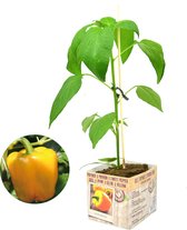 Gele paprika plant - 3 planten - perspot in doosje (Ø10cm) - groenteplant - zeer rijke oogst