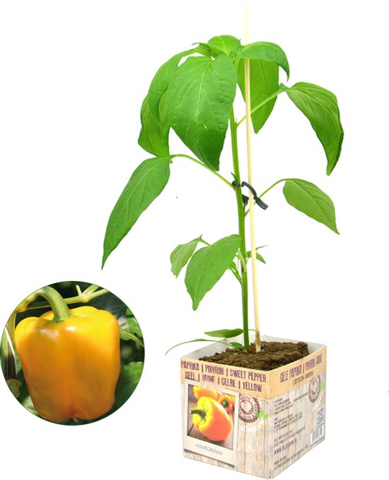Gele paprika plant 3 planten perspot in doosje (Ø10cm