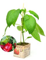 Rode paprika plant - 3 stuks - perspot in doosje (10cm) - groenteplant - zeer rijke oogst