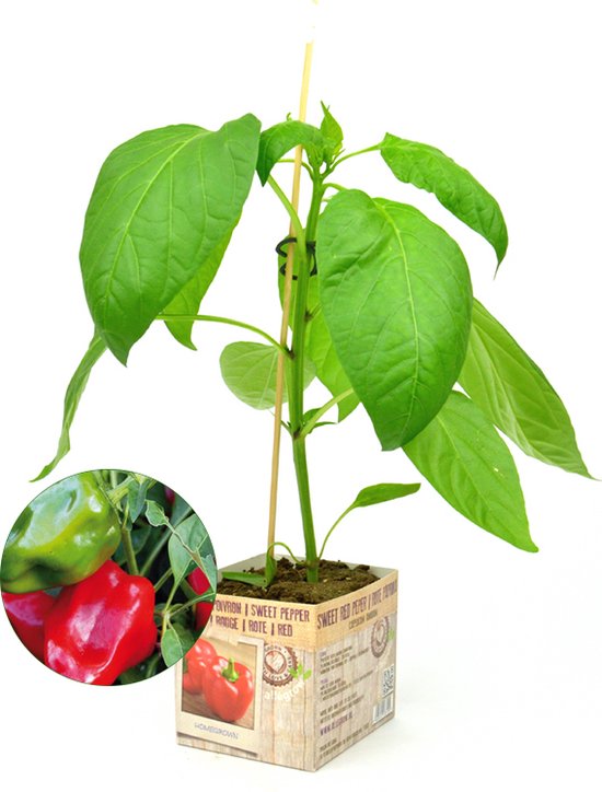Rode paprika plant 3 stuks perspot in doosje (10cm) groenteplant