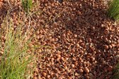 Hazelnootdoppen - 40 liter - Bodembedekker - Alternatief cacaodoppen - Boomschors - Houtsnippers - Langere levensduur - CO2 neutraal