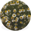 Marguerites