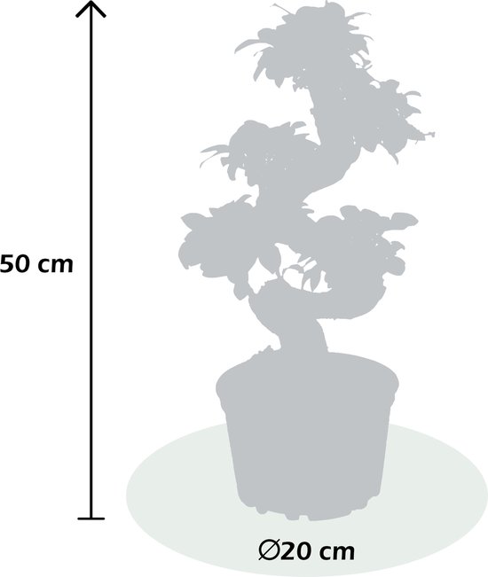 Ficus de Bonsaï artificiel de 50 cm en bol