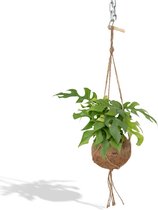 Hello Plants Monstera Minima Hangplant - Ø 15 cm - Hoogte: 25 cm - Gatenplant