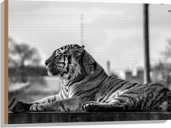 Hout - Zijaanzicht van Rustende Tijger op Plateau (Zwart- wit) - 80x60 cm - 9 mm dik - Foto op Hout (Met Ophangsysteem)