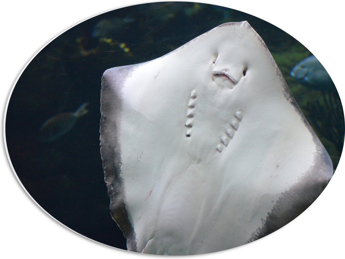 PVC Schuimplaat Ovaal - Onderaanzicht van Rog zwemmend tegen Aquarium - 56x42 cm Foto op Ovaal (Met Ophangsysteem)