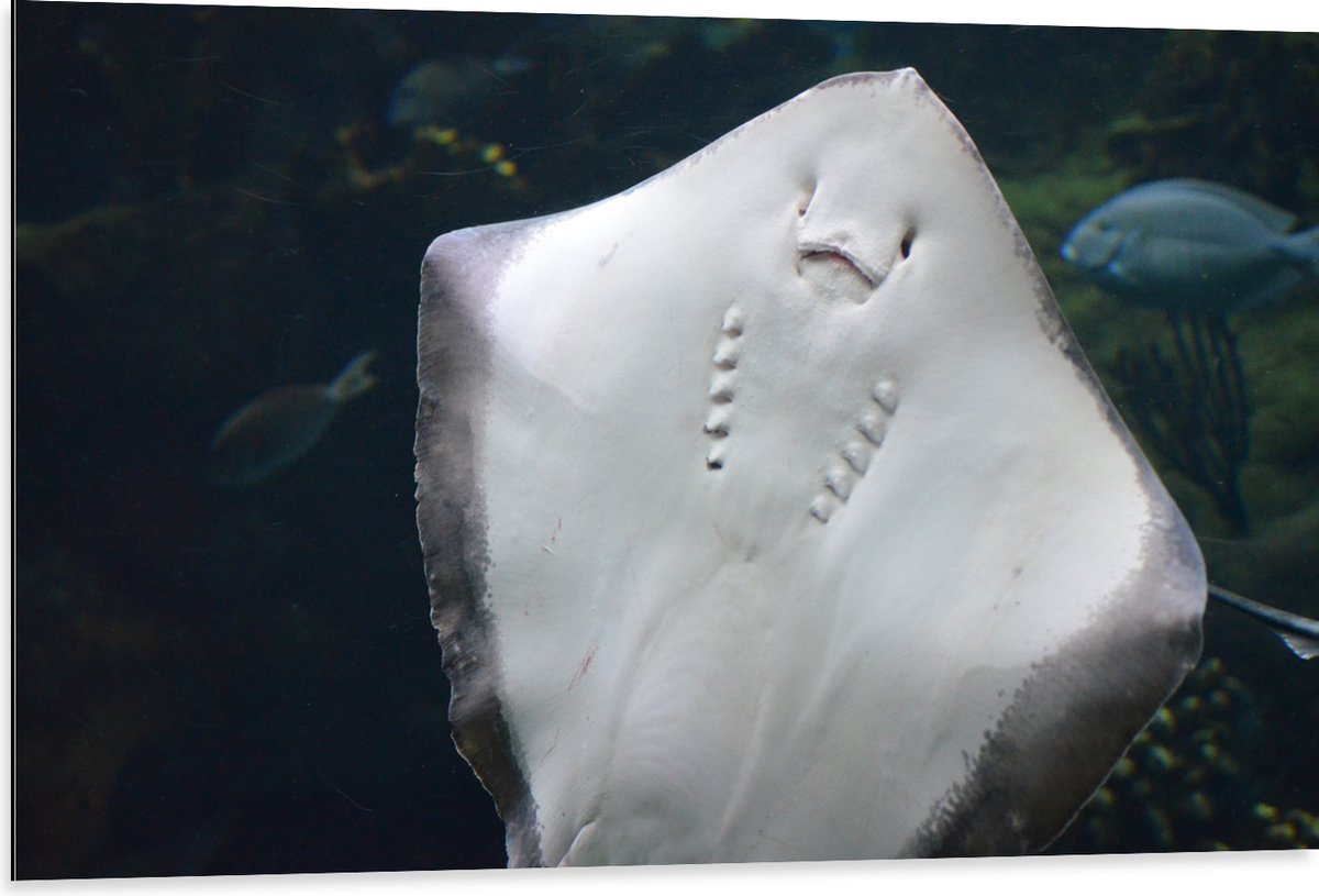 Dibond - Onderaanzicht van Rog zwemmend tegen Aquarium - 105x70 cm Foto op Aluminium (Wanddecoratie van metaal)
