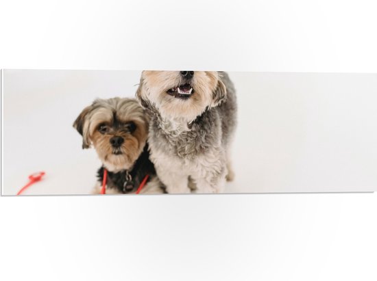 PVC Schuimplaat - Twee Honden Verkleed als Zusters - 90x30 cm Foto op PVC Schuimplaat (Met Ophangsysteem)