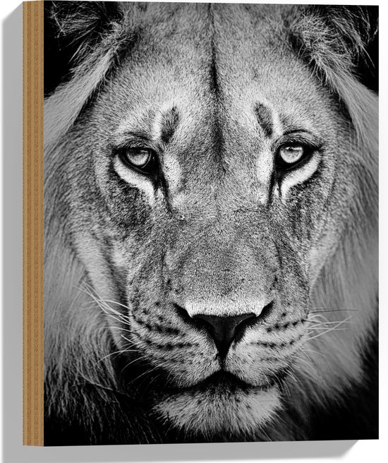 Hout - Portret van Prachtige Leeuw met Heldere Ogen (Zwart- wit) - 30x40 cm - 9 mm dik - Foto op Hout (Met Ophangsysteem)